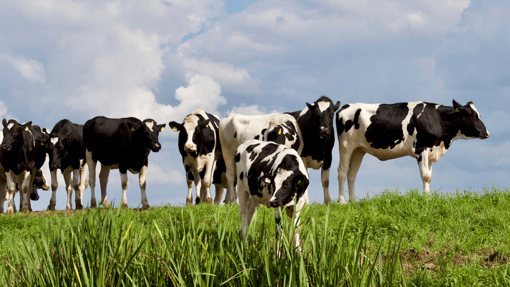 Alimentação das Vacas Leiteiras Para Lucrar Mais