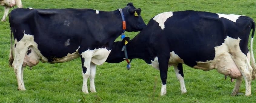 Manejo Correto No Pré-Parto E Vacas Leiteiras Mais Produtivas