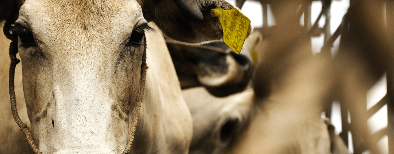 Abate de vacas: como isso interfere na receita da fazenda?