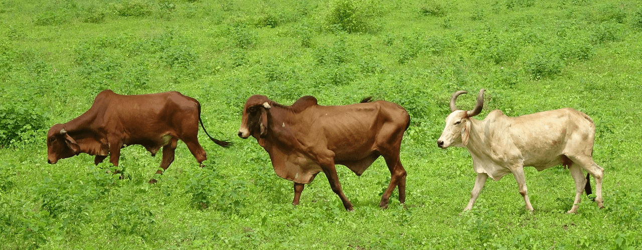Tudo sobre a Raça Gir Leiteiro