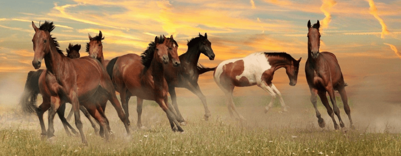 Gestão Digital para Haras: Equinocultura Moderna