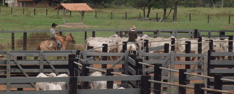 Como reduzir o estresse dos animais? | Conheça o manejo racional