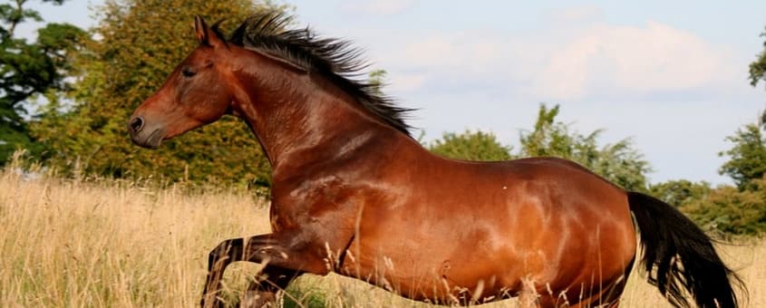 Evolução, Importância e Rentabilidade dos Cavalos Crioulos
