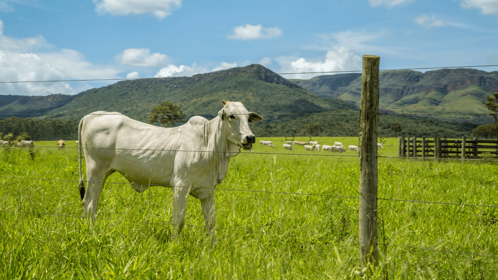 A Intensificação da Pecuária Faz Lucrar Mais?